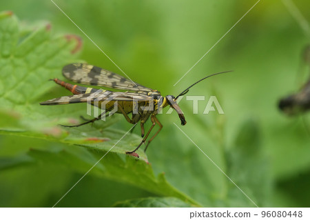Closeup on a female Common scorpionfly, Panorpa vulgaris sitting on a green leaf Closeup on a female Common scorpionfly, Panorpa vulgaris sitting on a green leaf 96080448