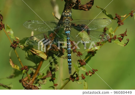 Closeup on a colorful bule Migrant Hawker dragonfly Aeshna mixta , haning in the vegetation 96080449