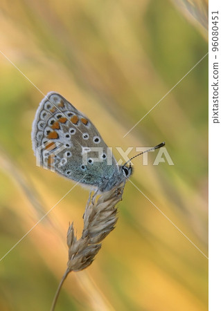 Closeup on a blue Icarus butterfly, Polyommatus icarus, sitting with closed wings in a meadow 96080451