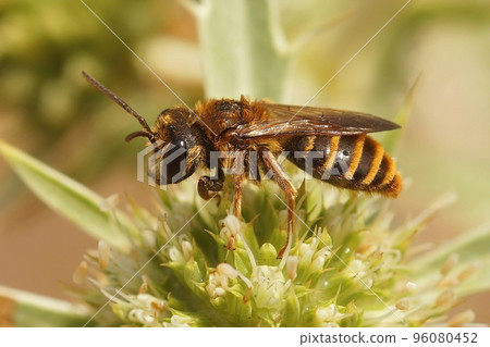 Closeup on a variable mining bee, Andrena variabilis on it's preferred host-plant , field eryngo Closeup on a variable mining bee, Andrena variabilis on it's preferred host-plant , field eryngo 96080452