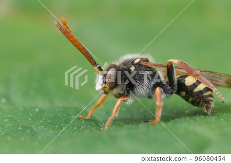 Closeup on a colorful male Orange horned Nomad bee, Nomada fulvicornis sitting on a green leaf Closeup on a colorful male Orange horned Nomad bee, Nomada fulvicornis sitting on a green leaf 96080454