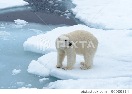 Polar bear on the pack ice north of Spitsbergen 96080514