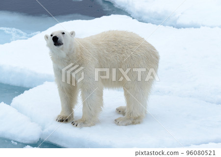 Polar bear on the pack ice north of Spitsbergen 96080521
