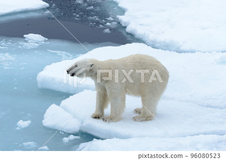 Polar bear on the pack ice north of Spitsbergen 96080523