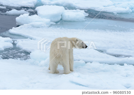 Polar bear on the pack ice north of Spitsbergen 96080530