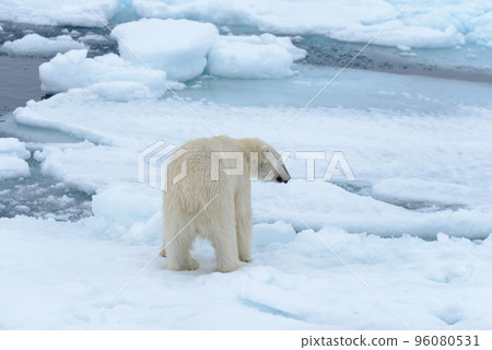 Polar bear on the pack ice north of Spitsbergen 96080531