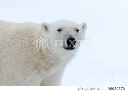 Polar bear on the pack ice north of Spitsbergen 96080570