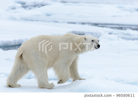 Polar bear on the pack ice north of Spitsbergen 96080611