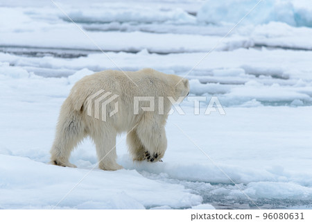 Polar bear on the pack ice north of Spitsbergen 96080631