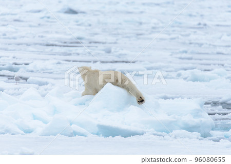 Polar bear on the pack ice north of Spitsbergen 96080655
