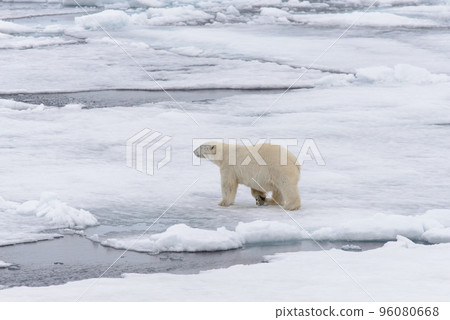 Polar bear on the pack ice north of Spitsbergen 96080668