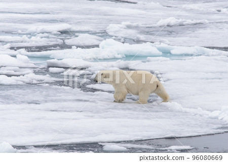 Polar bear on the pack ice north of Spitsbergen 96080669