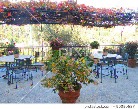 Italy Siena Autumn cafe with autumn leaves Potted plant Italy Siena Autumn cafe with autumn leaves Potted plant 96080687