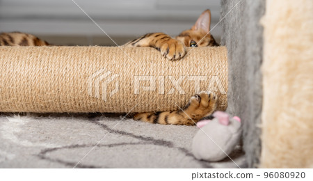 Paws of a Bengal cat playing with a mouse at the scratching post. Paws of a Bengal cat playing with a mouse at the scratching post. 96080920
