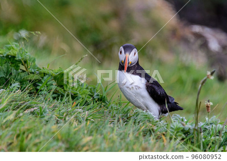 Puffin on Staffa island Puffin on Staffa island 96080952