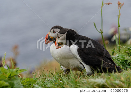 Puffin on Staffa island Puffin on Staffa island 96080976