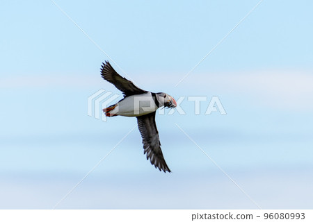 Puffin on Staffa island 96080993