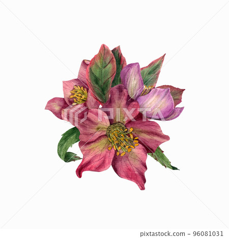 Watercolor hellebores isolated on a white background Watercolor hellebores isolated on a white background 96081031