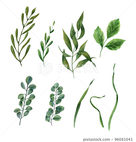Set of watercolor green leaves elements. Set of watercolor green leaves elements. 96081041
