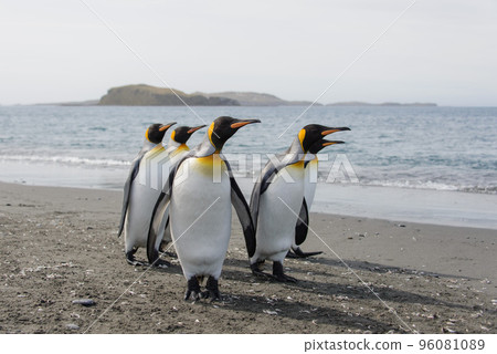 King penguins King penguins 96081089