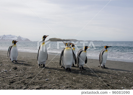 King penguins 96081090