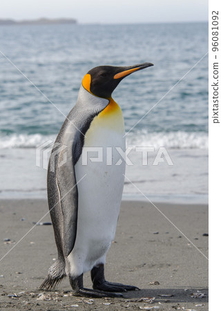 King penguin King penguin 96081092