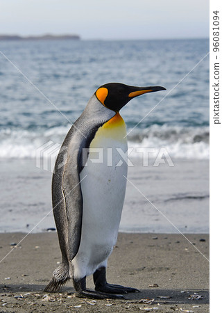 King penguin on South Georgia island King penguin on South Georgia island 96081094