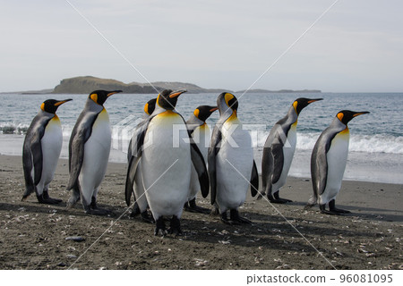 King penguins King penguins 96081095