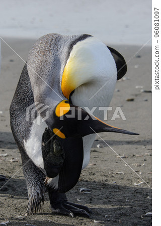 King penguins King penguins 96081097