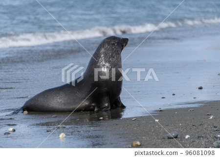 Fur seal. Fur seal. 96081098