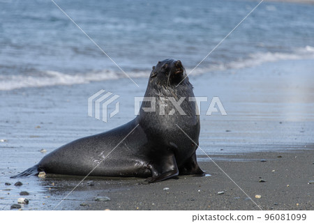 Fur seal. 96081099