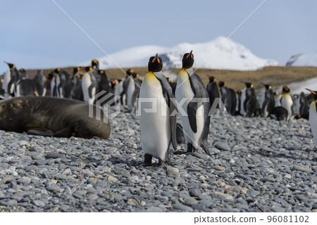 King penguins 96081102