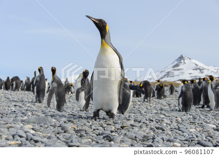 King penguin King penguin 96081107