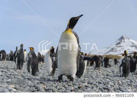 King penguin 96081109