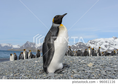King penguin 96081116
