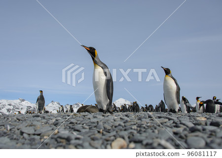 King penguin King penguin 96081117