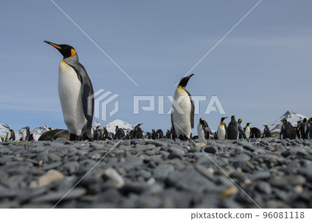 King penguin King penguin 96081118