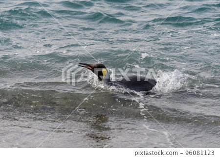 King penguin going from sea King penguin going from sea 96081123