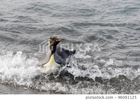 King penguin going from sea King penguin going from sea 96081125