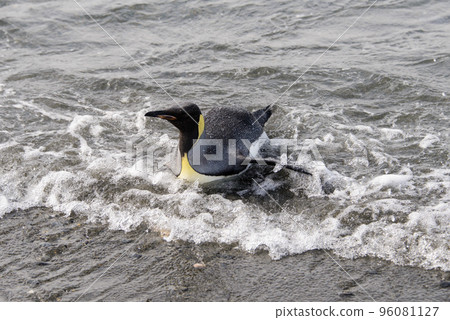 King penguin going from sea King penguin going from sea 96081127