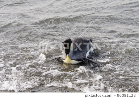 King penguin going from sea King penguin going from sea 96081128