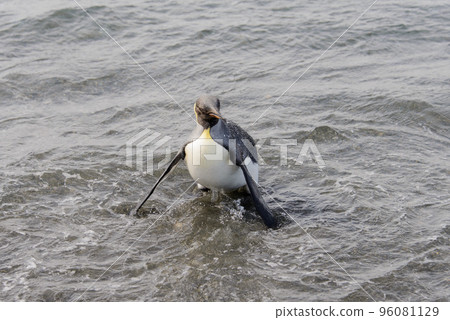 King penguin going from sea King penguin going from sea 96081129