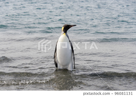 King penguin going from sea King penguin going from sea 96081131