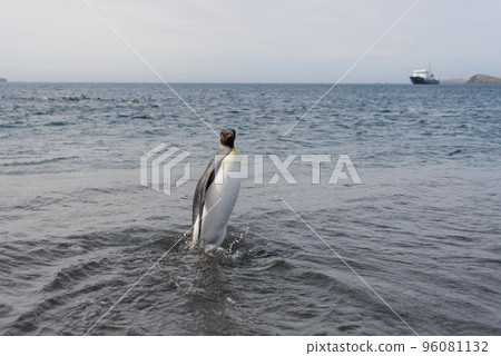 King penguin going from sea 96081132