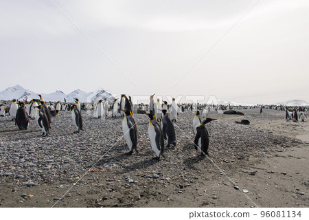 King penguins King penguins 96081134