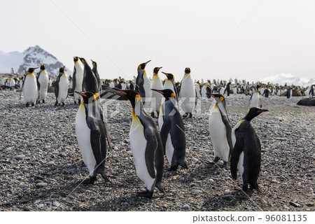 King penguins 96081135