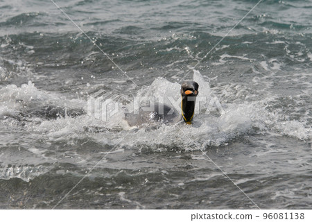 King penguin going from sea 96081138