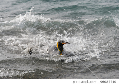 King penguin going from sea King penguin going from sea 96081140