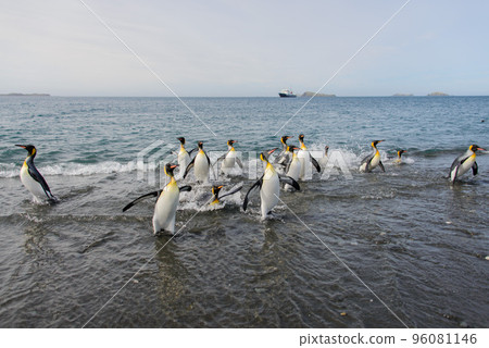 King penguins going from sea 96081146