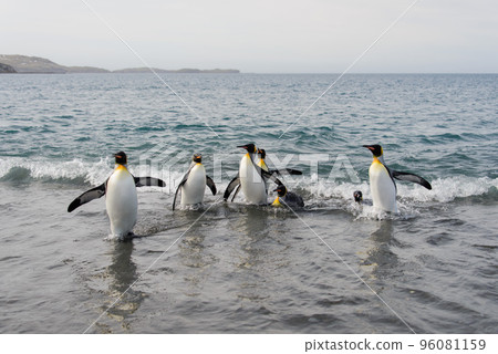 King penguins going from sea 96081159